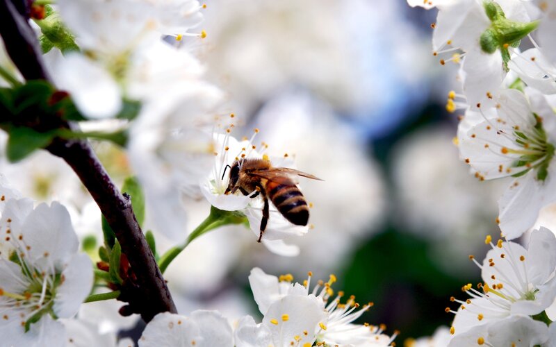 Bee on white blossom