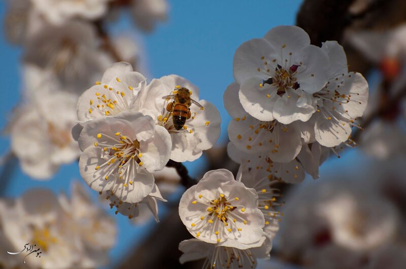 Bee on white blossoms