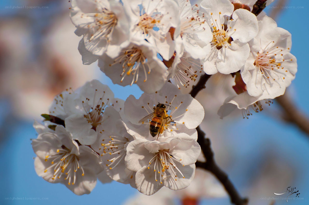 bee on white blossoms