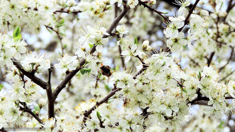 bee on white blossoms