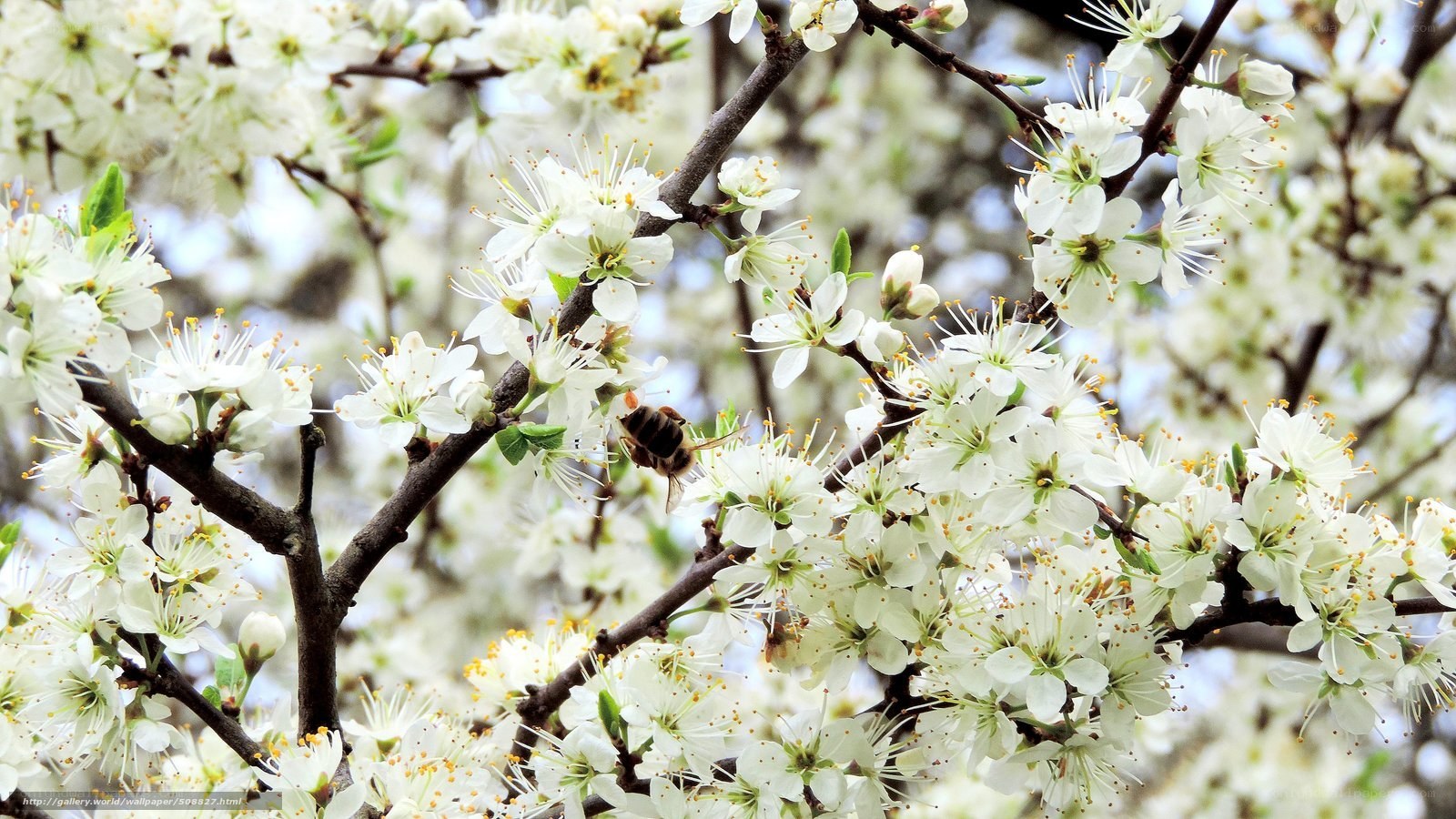 bee on white blossoms