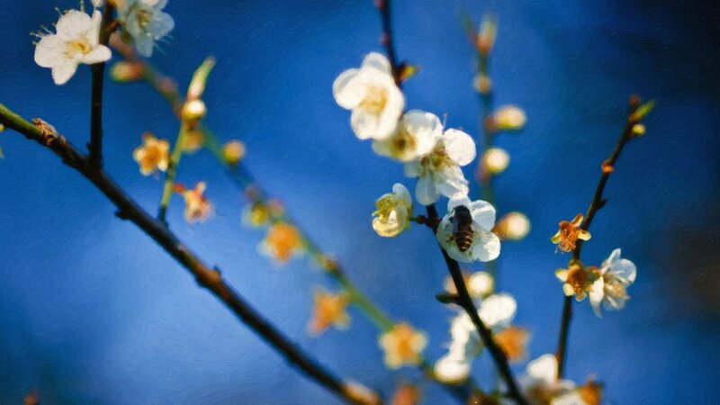 Bee on White Blossoms — Blue