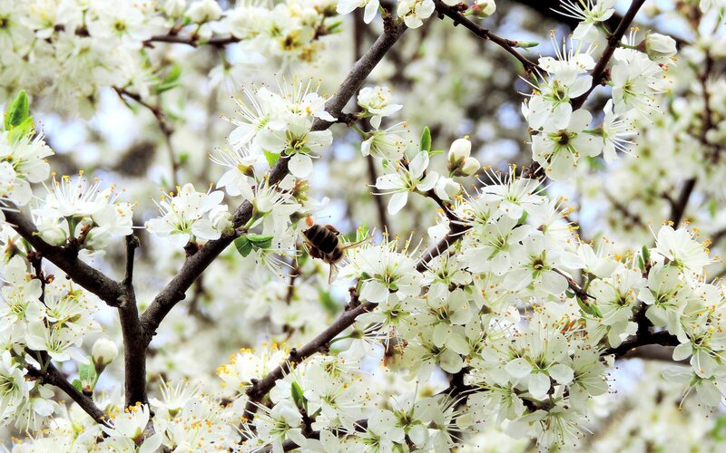 Bee on White Blossoms — Calm, Spring, Photograph, Flowers, Branches