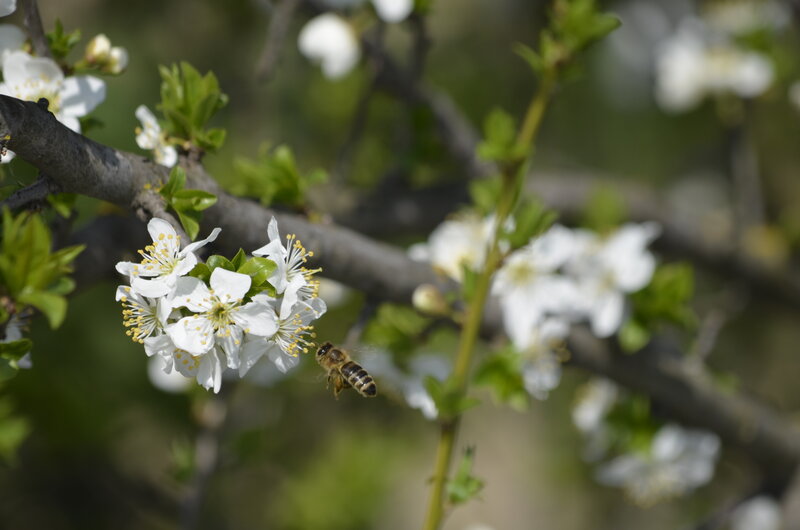 Bee on White Blossoms — Calm, Spring, Photograph
