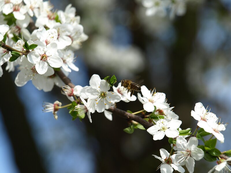 Bee on White Blossoms — Calm, Spring