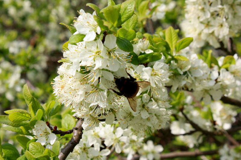 Bee on White Blossoms — Calm