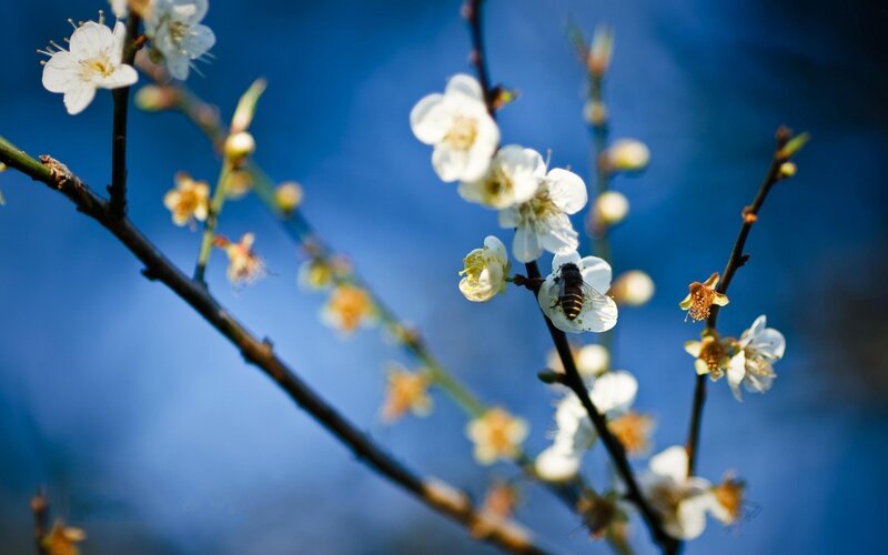 Bee on White Blossoms — Serene, Spring, Photograph