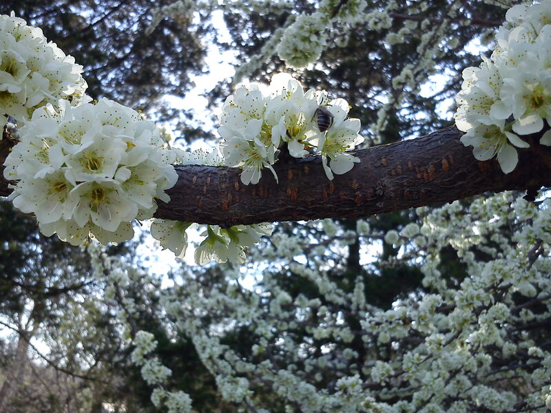 Bee on White Blossoms — Serene
