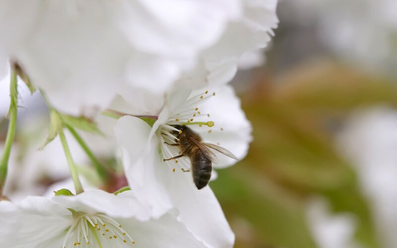 bee on white cherry blossom