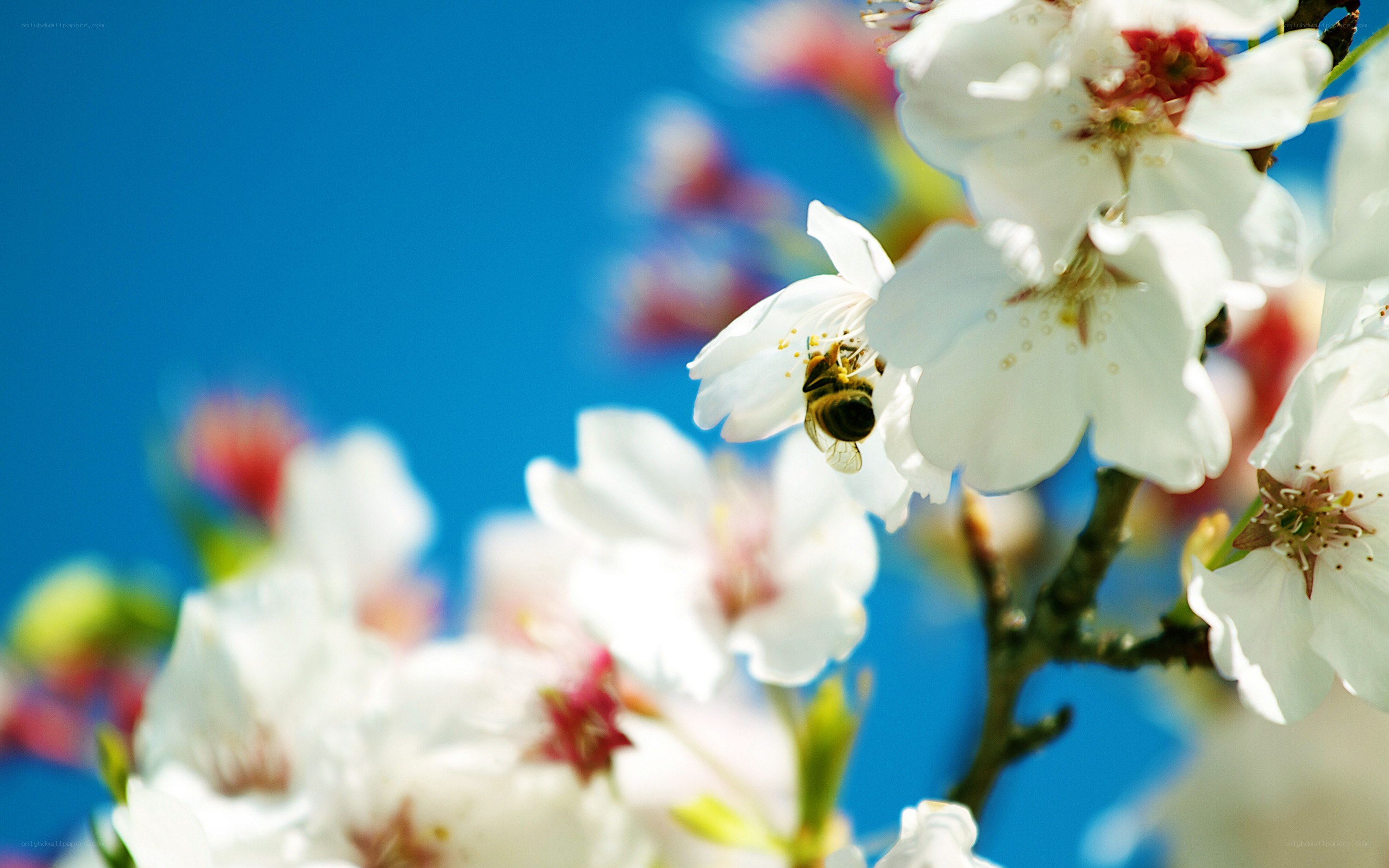 bee on white cherry blossom
