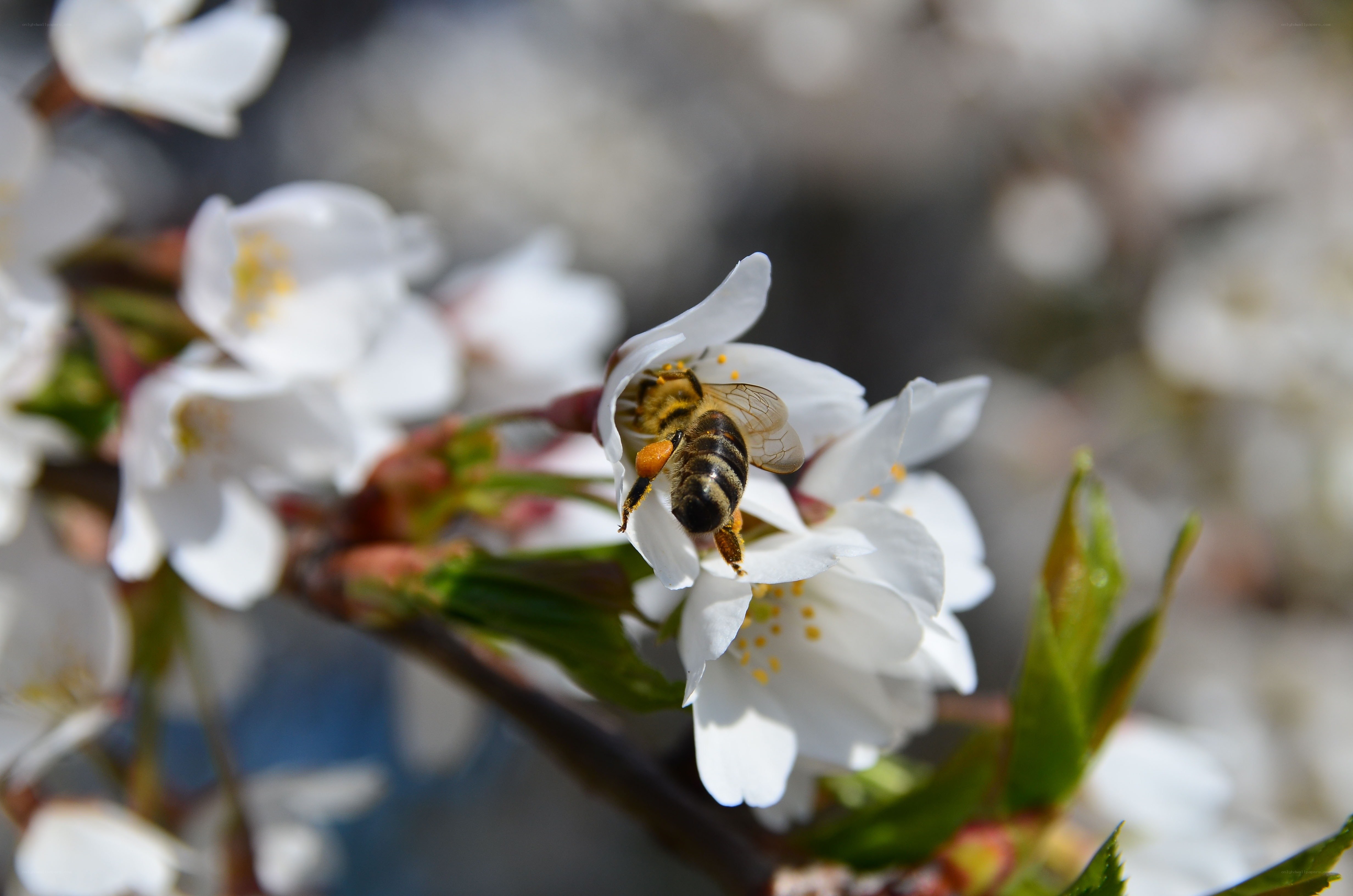 bee on white cherry blossom