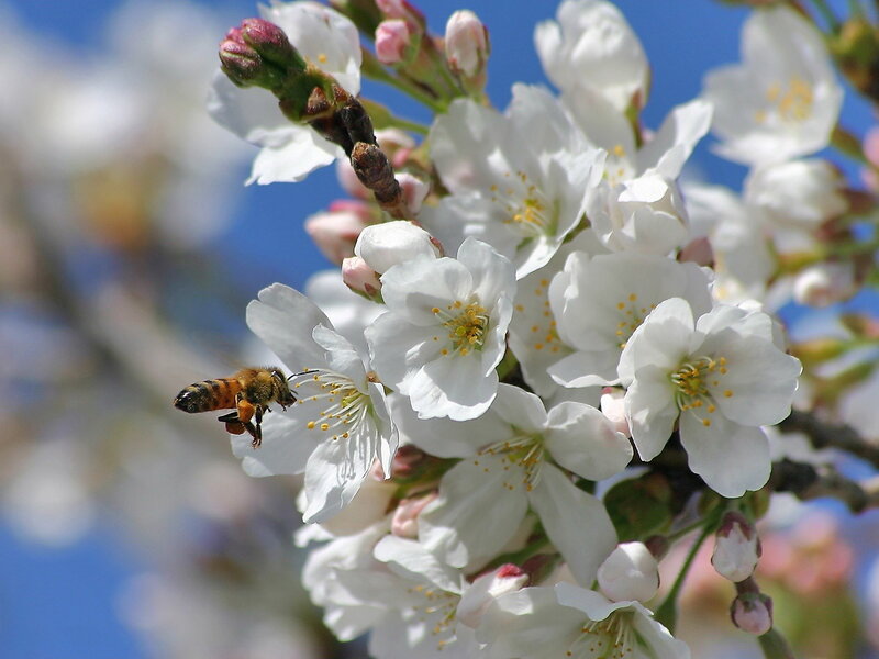 bee on white cherry blossoms
