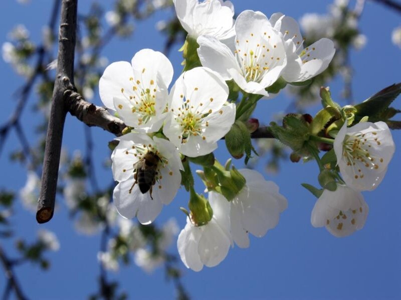 bee on white cherry blossoms