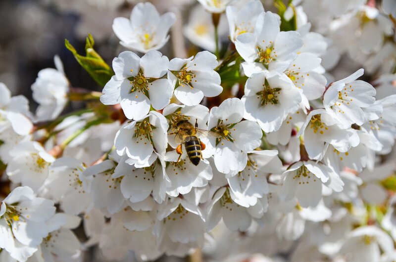 bee on white cherry blossoms