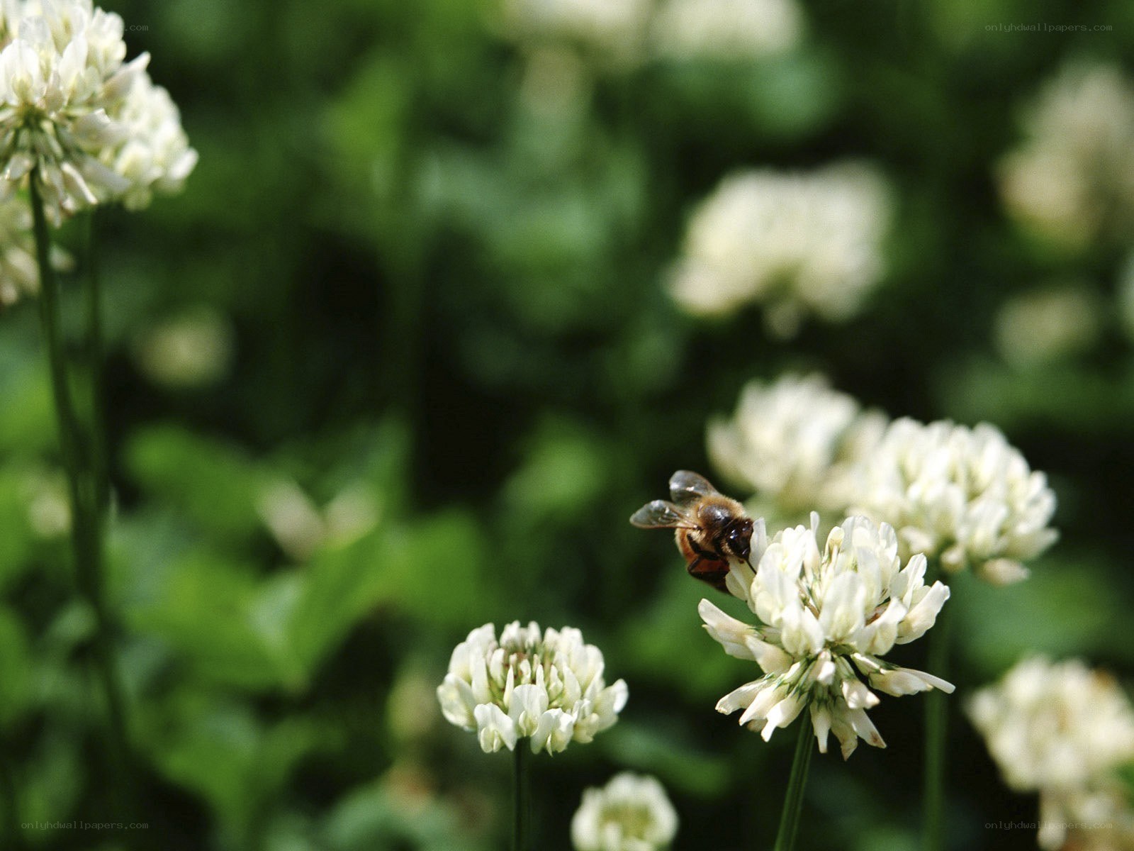 bee on white clover flower