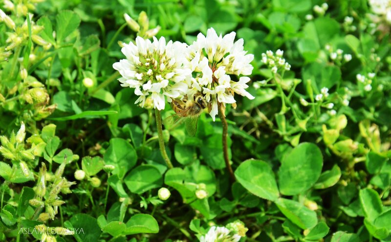 bee on white clover flowers