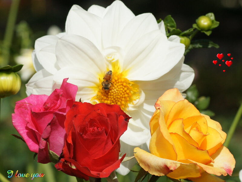 Bee on White Dahlia