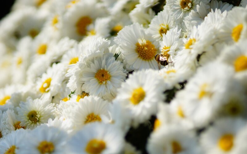 bee on white daisies