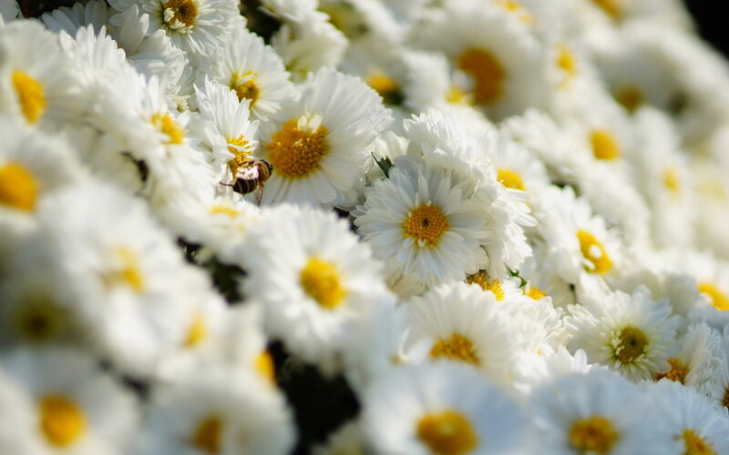 Bee on White Daisies — Serene