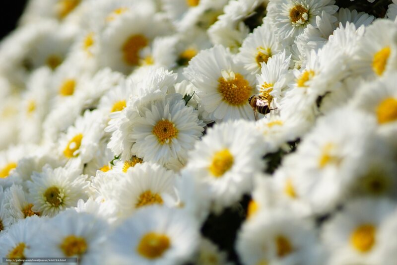 Bee on white daisies