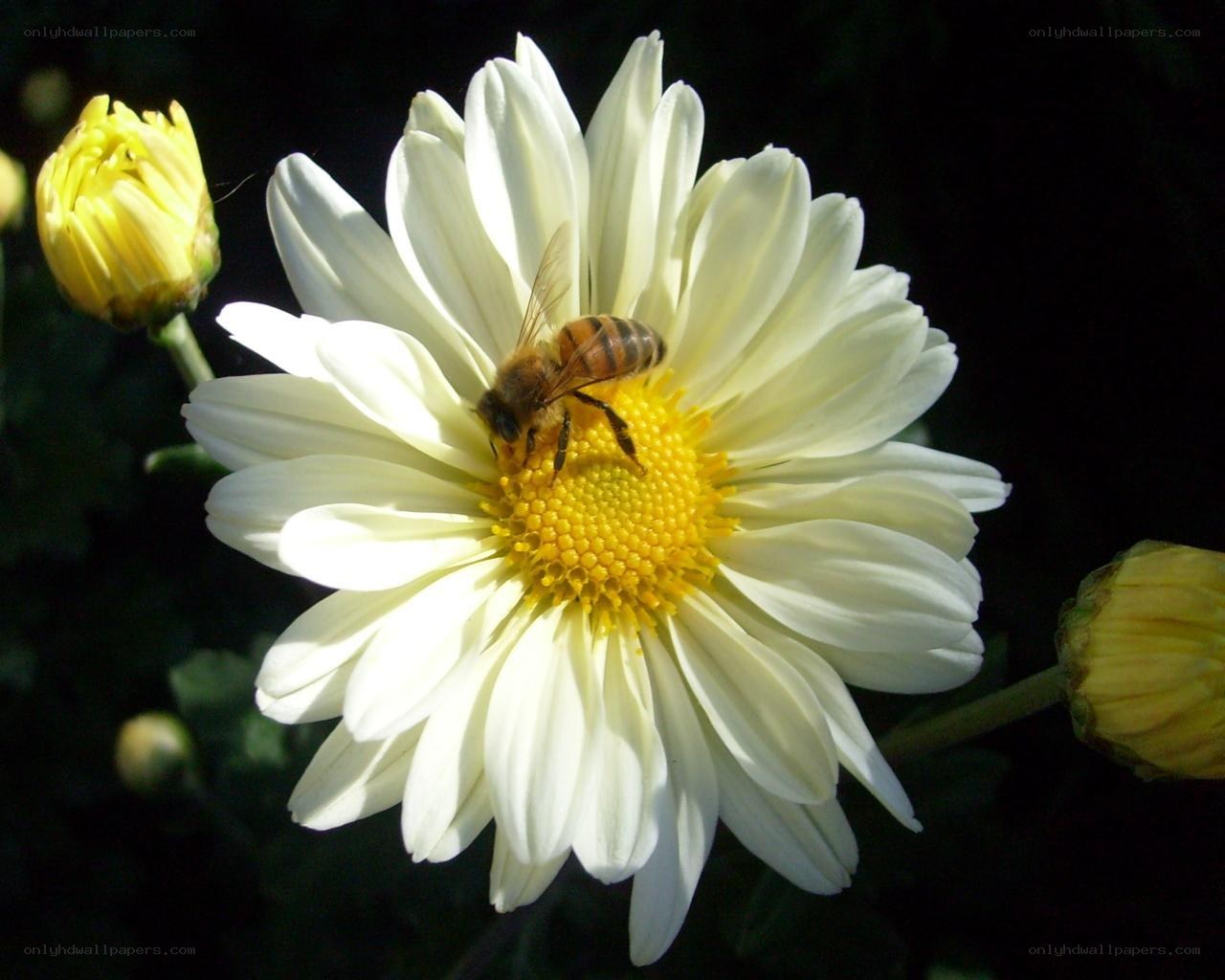 bee on white daisy flower