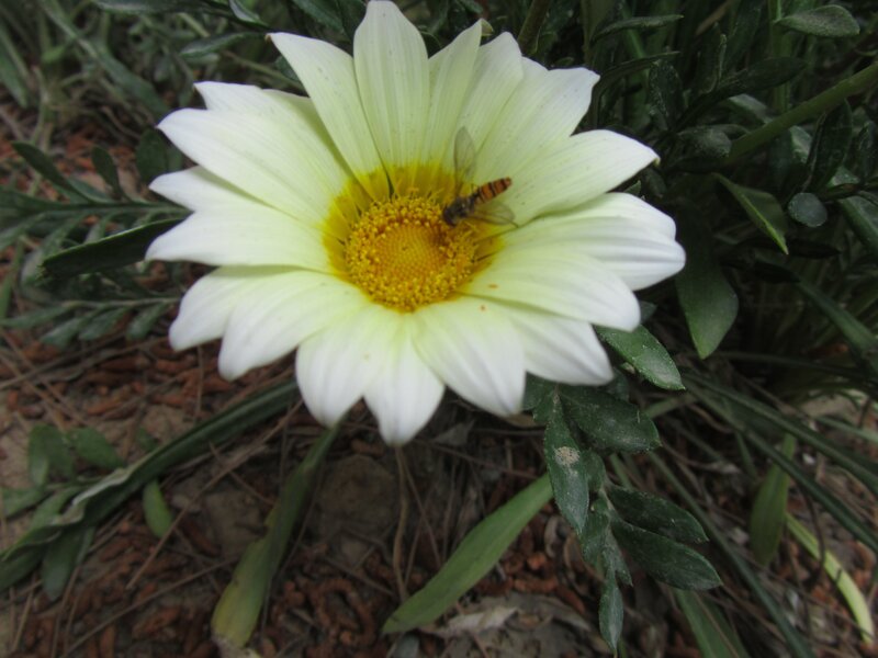bee on white daisy flower
