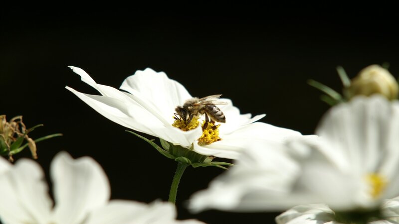 bee on white flower