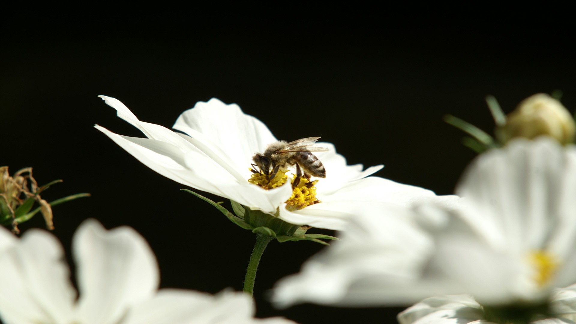 bee on white flower