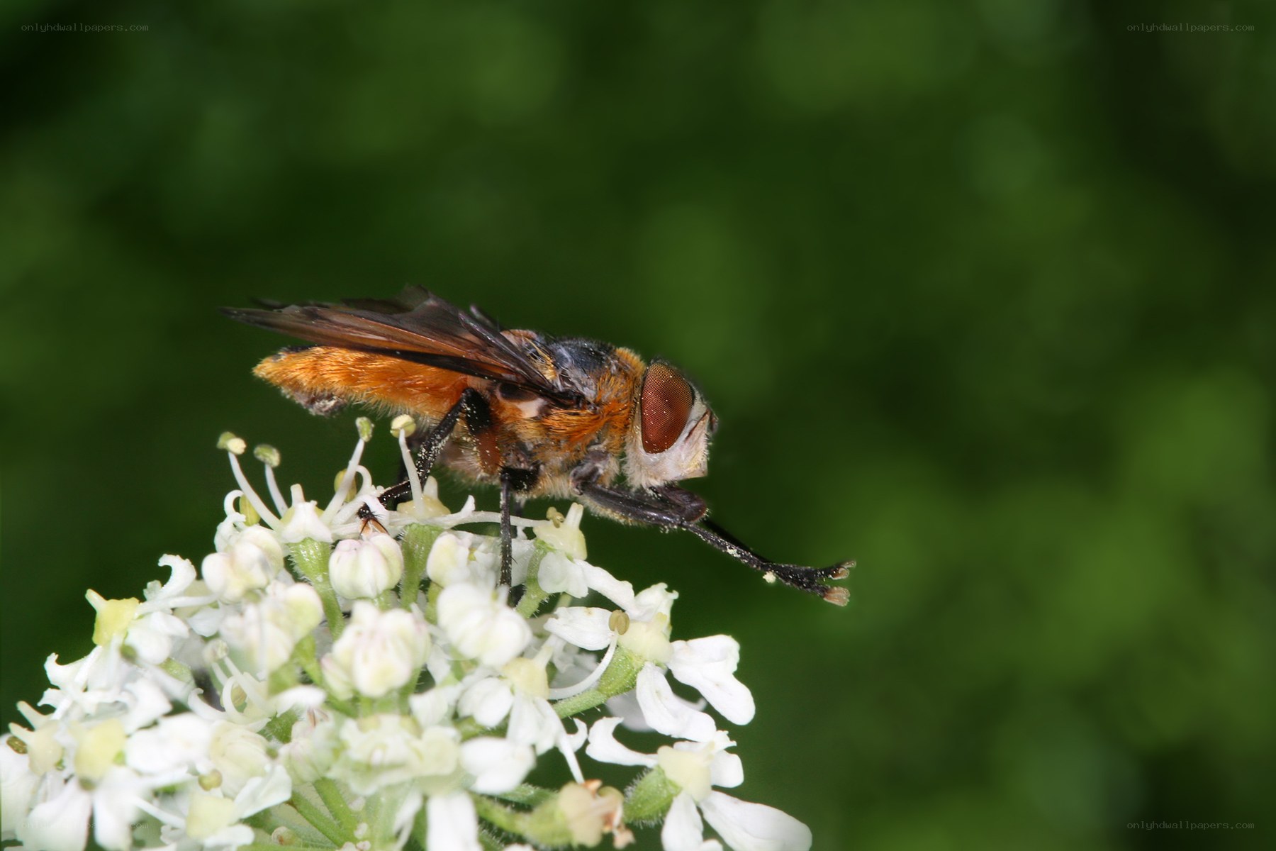 bee on white flower
