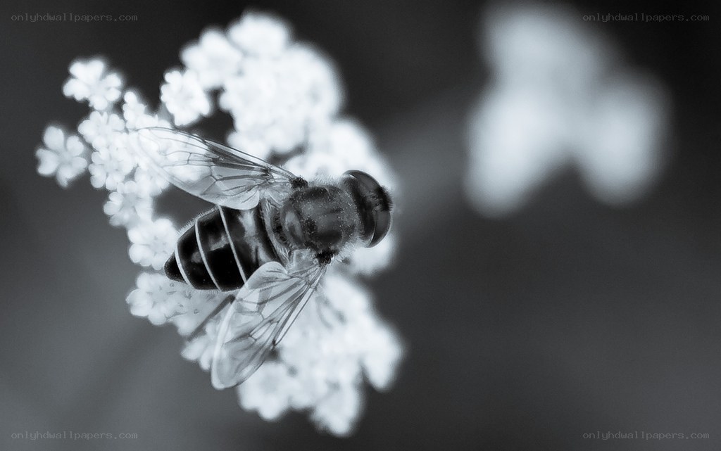 bee on white flower