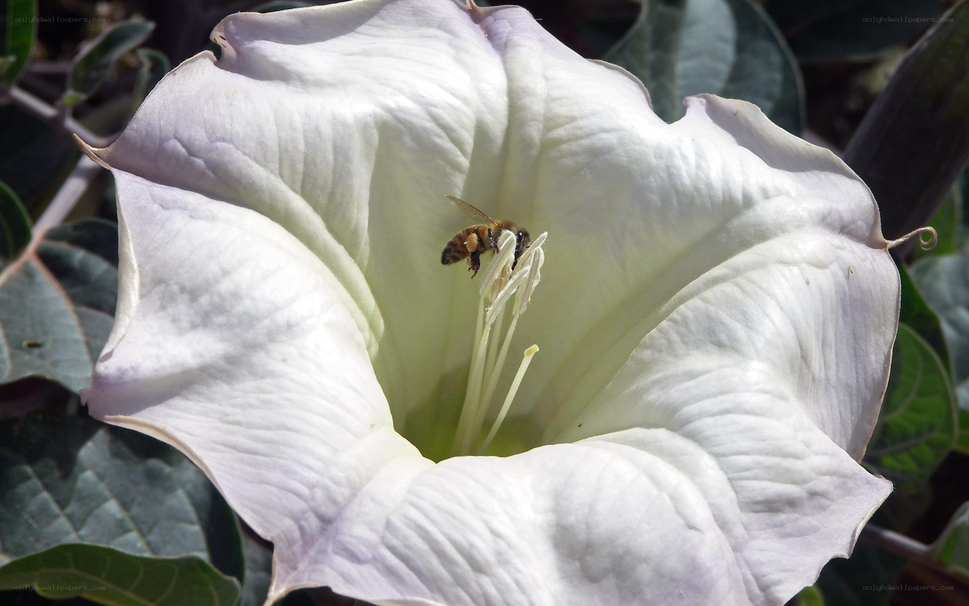 bee on white flower