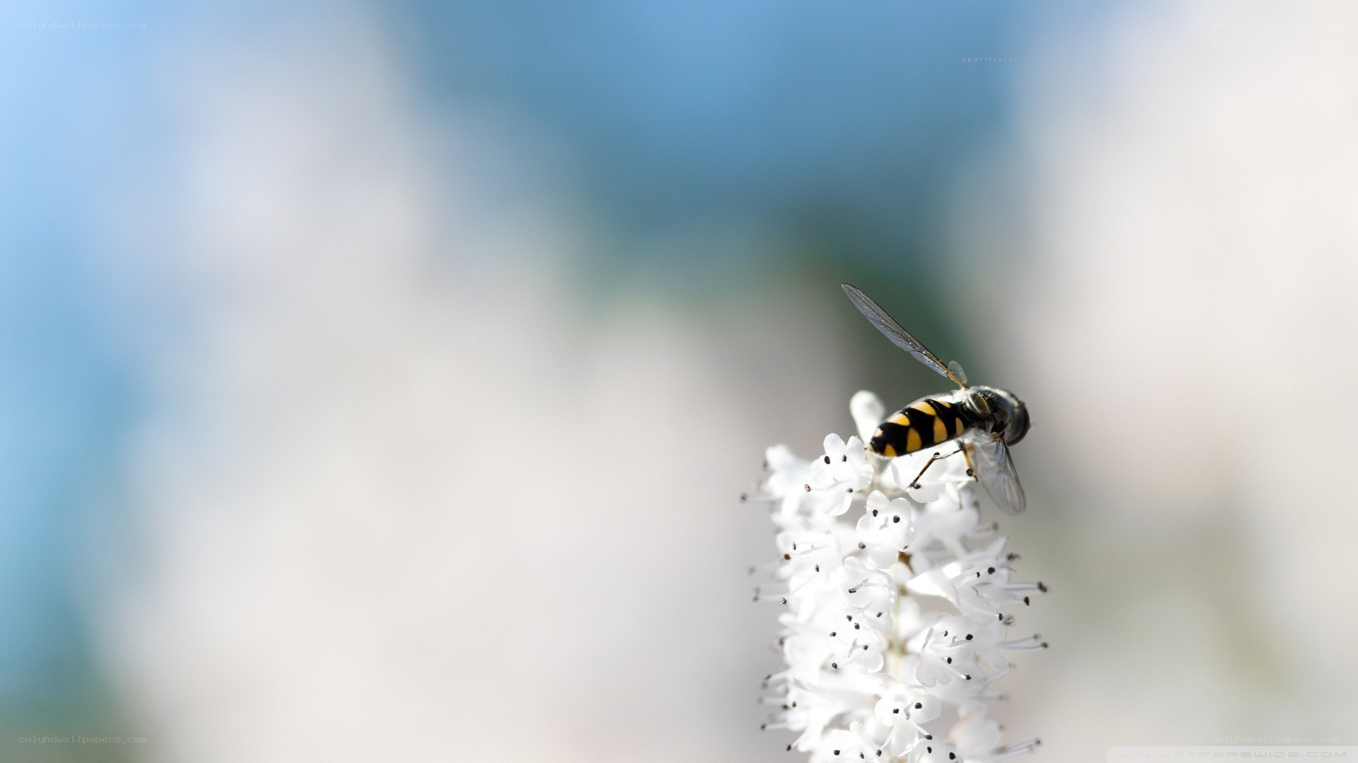 bee on white flower