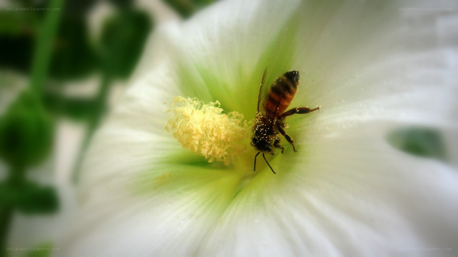 bee on white flower