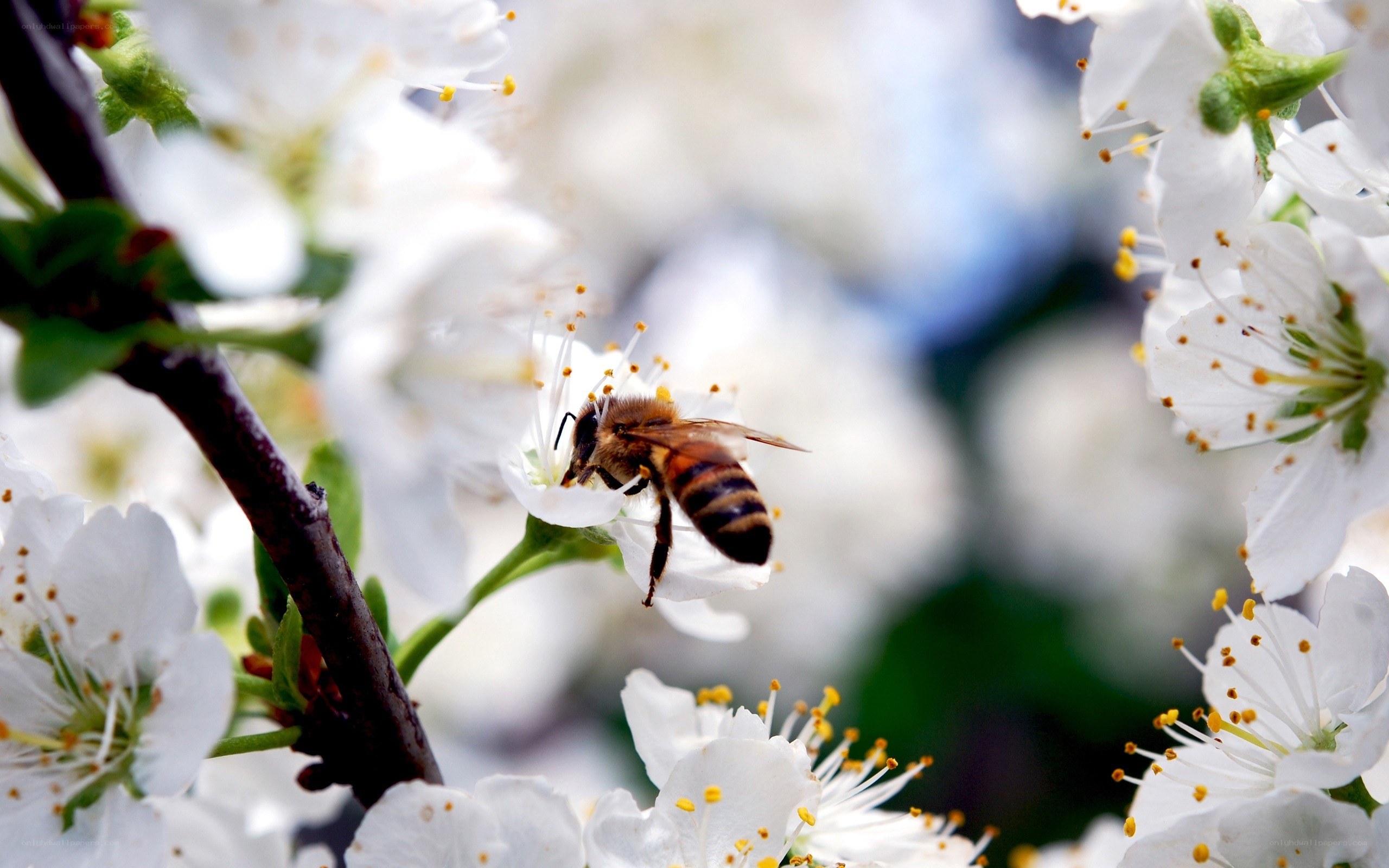 bee on white flower
