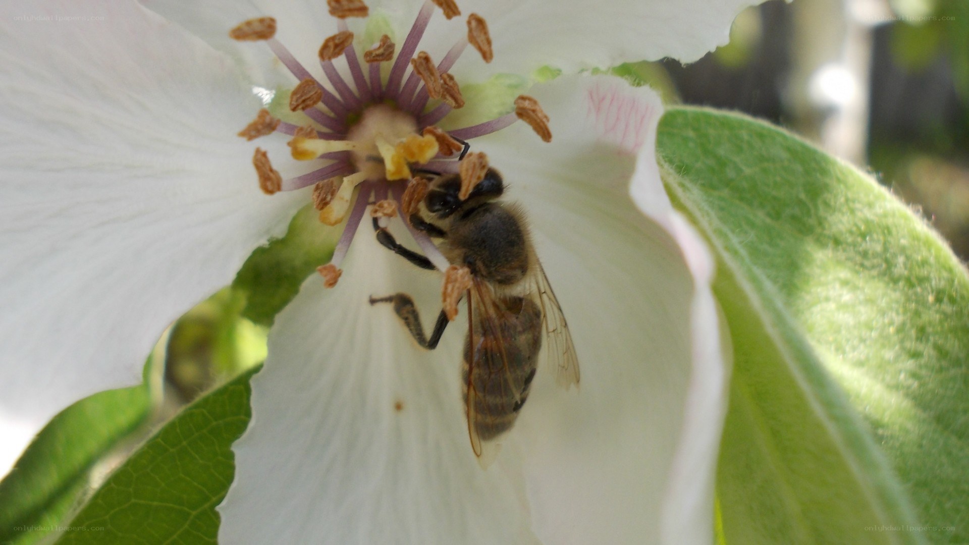 bee on white flower