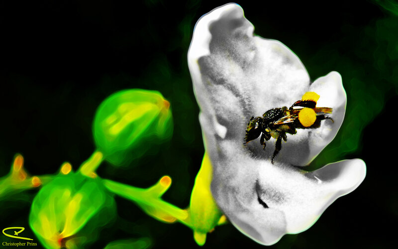 bee on white flower