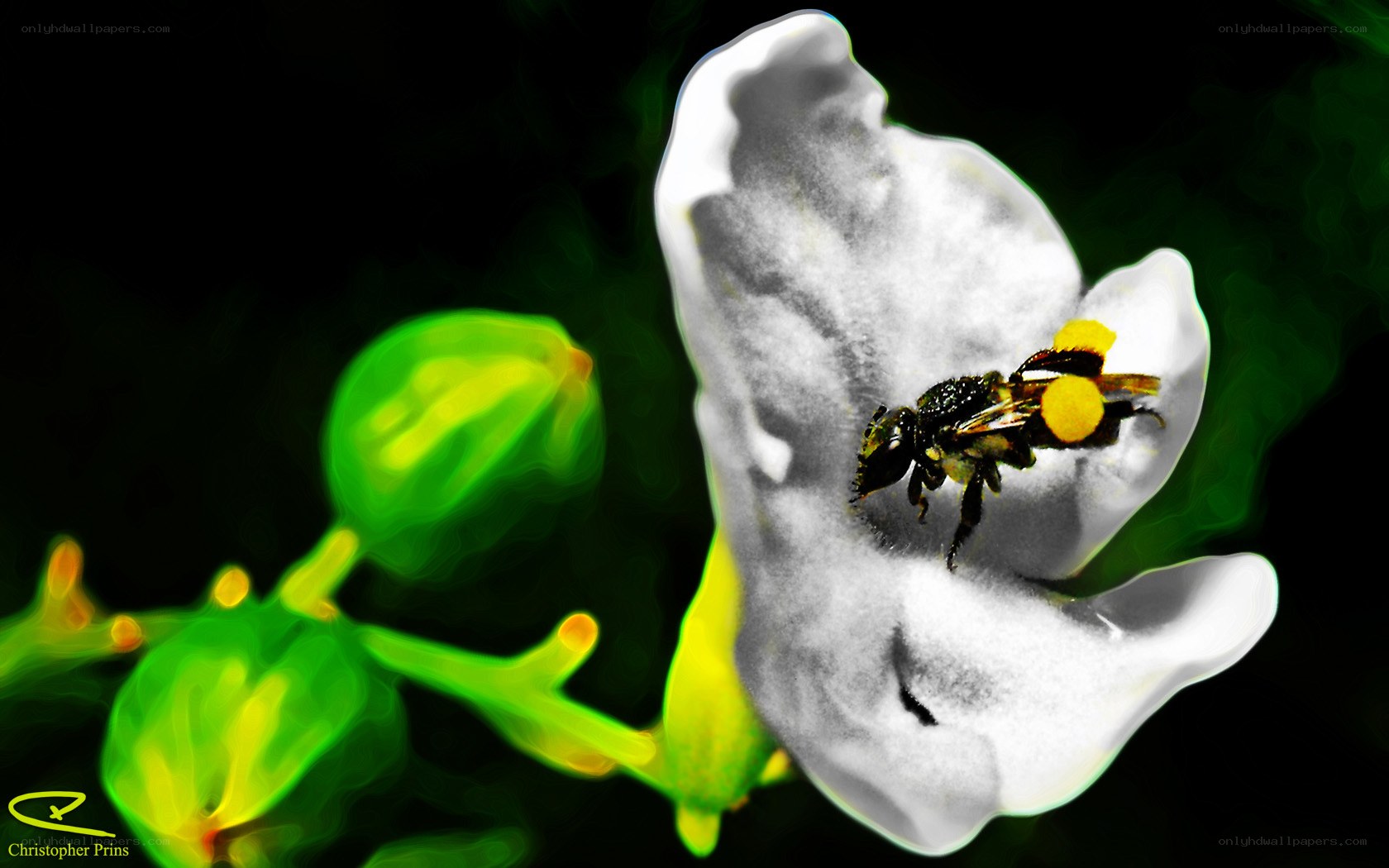 bee on white flower