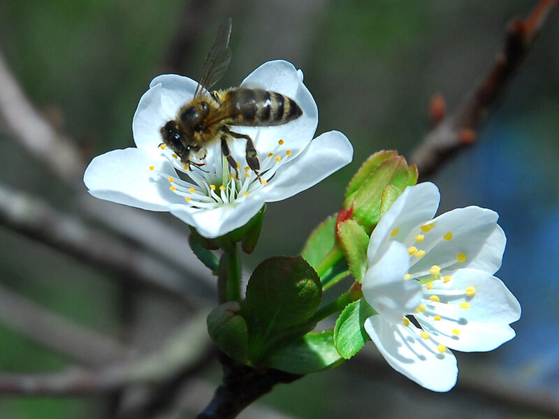 bee on white flower