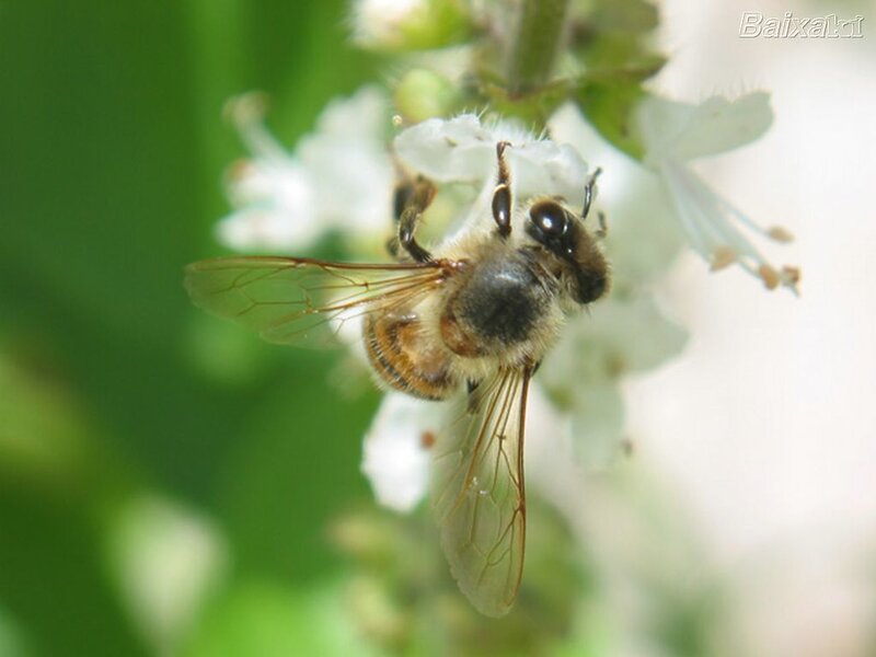 bee on white flower