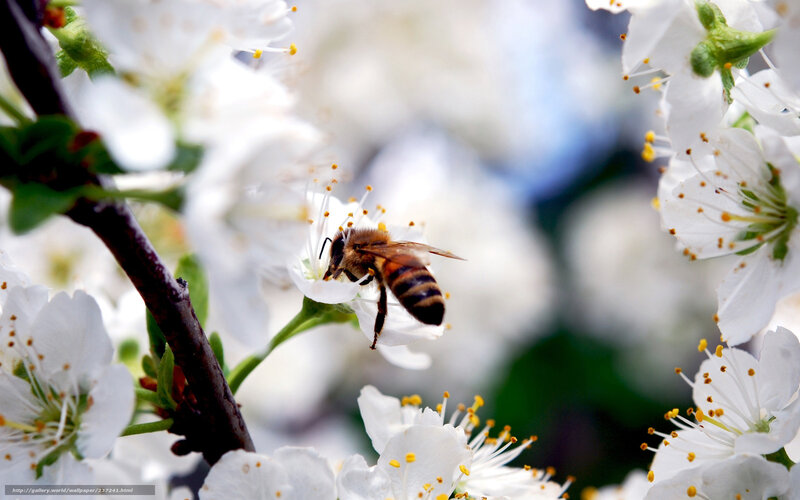bee on white flower