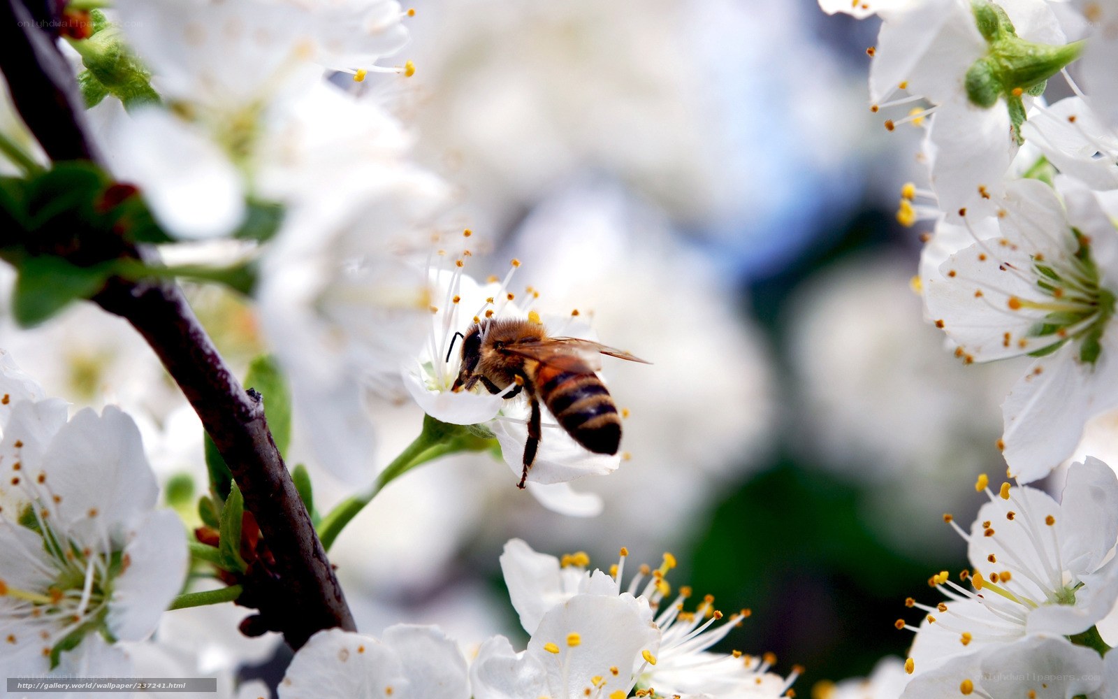 bee on white flower