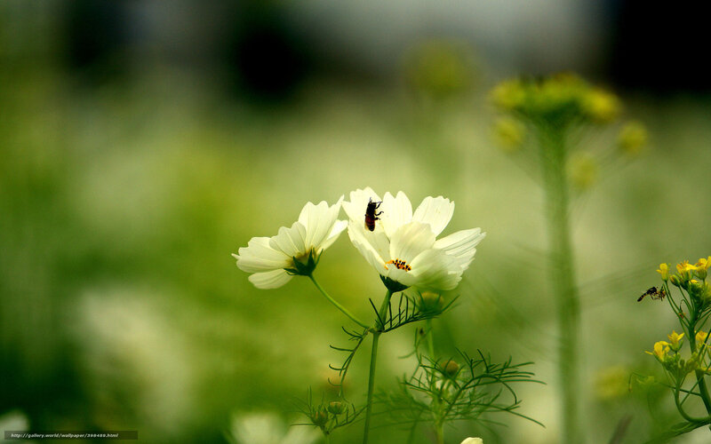 bee on white flower