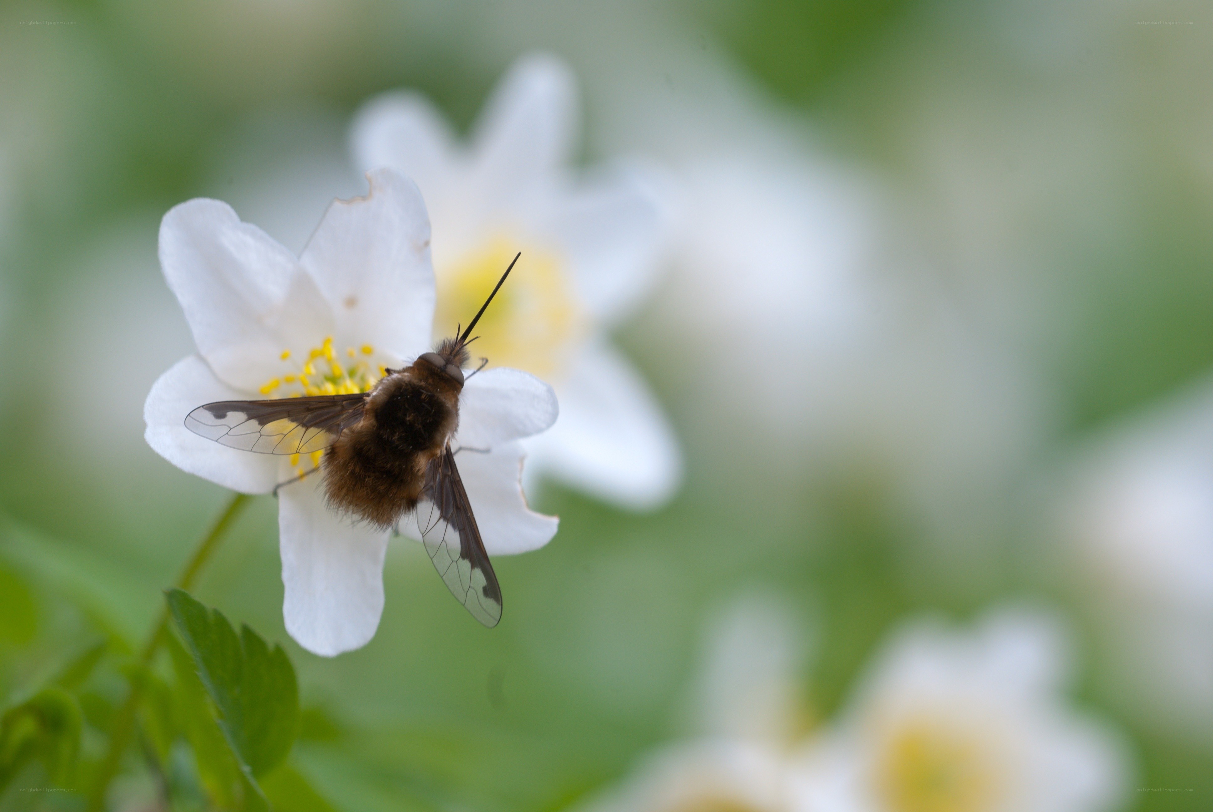 bee on white flower