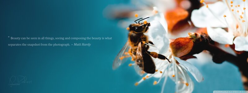 Bee on White Flower — Blue, Serene, Spring, Photograph