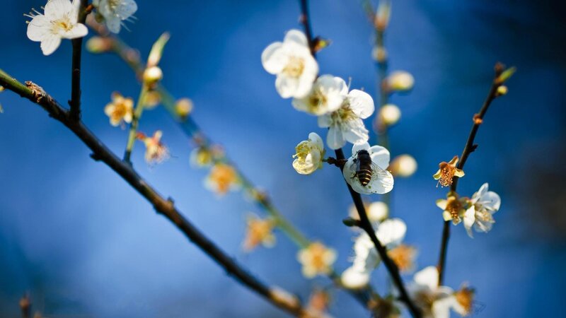 Bee on White Flower — Blue, Serene