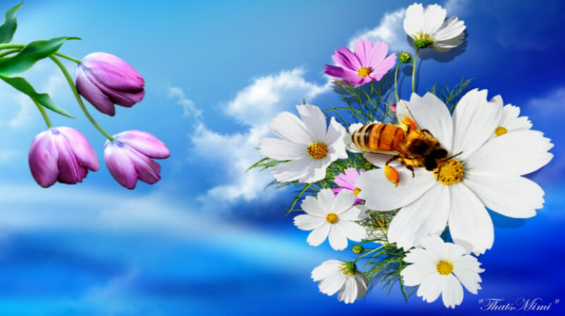 Bee on White Flower — Blue