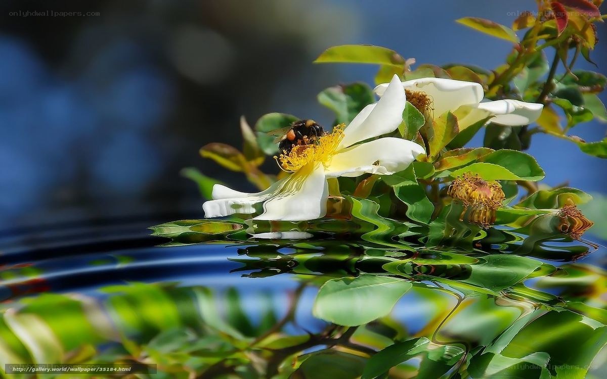 bee on white flower by water