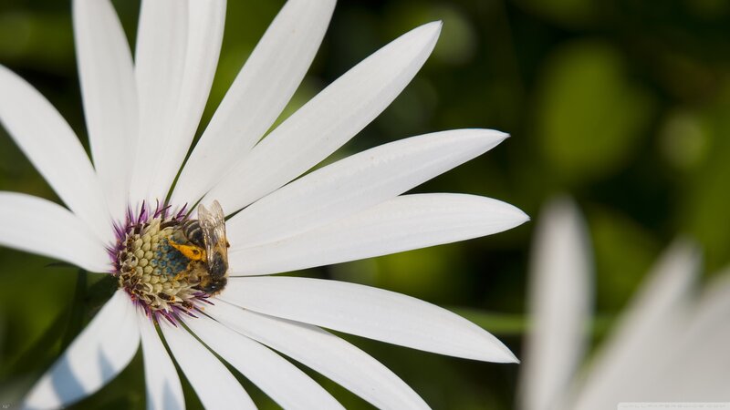 Bee on White Flower — Calm, Afternoon, Photograph, Greenery