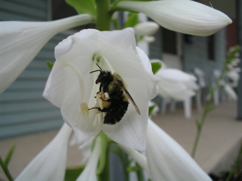 Bee on White Flower — Calm, Afternoon, Photograph, Insect
