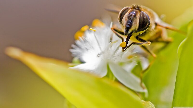 Bee on White Flower — Calm, Afternoon, Photograph, Leaf
